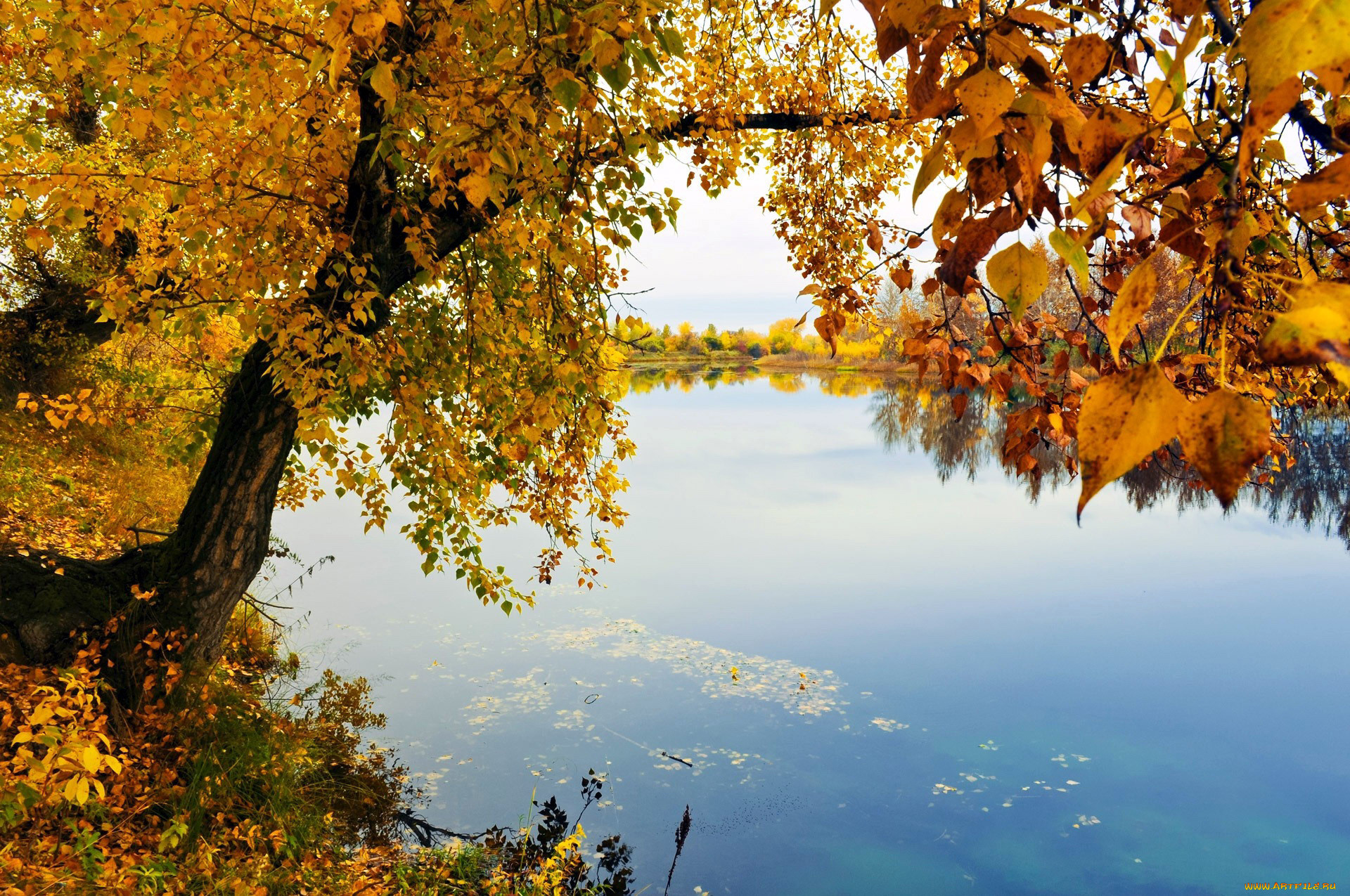 Осень у реки картинки